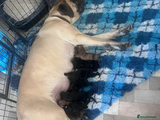 Mixed Breed dogs Ultimate mastiff puppies - Advert 1