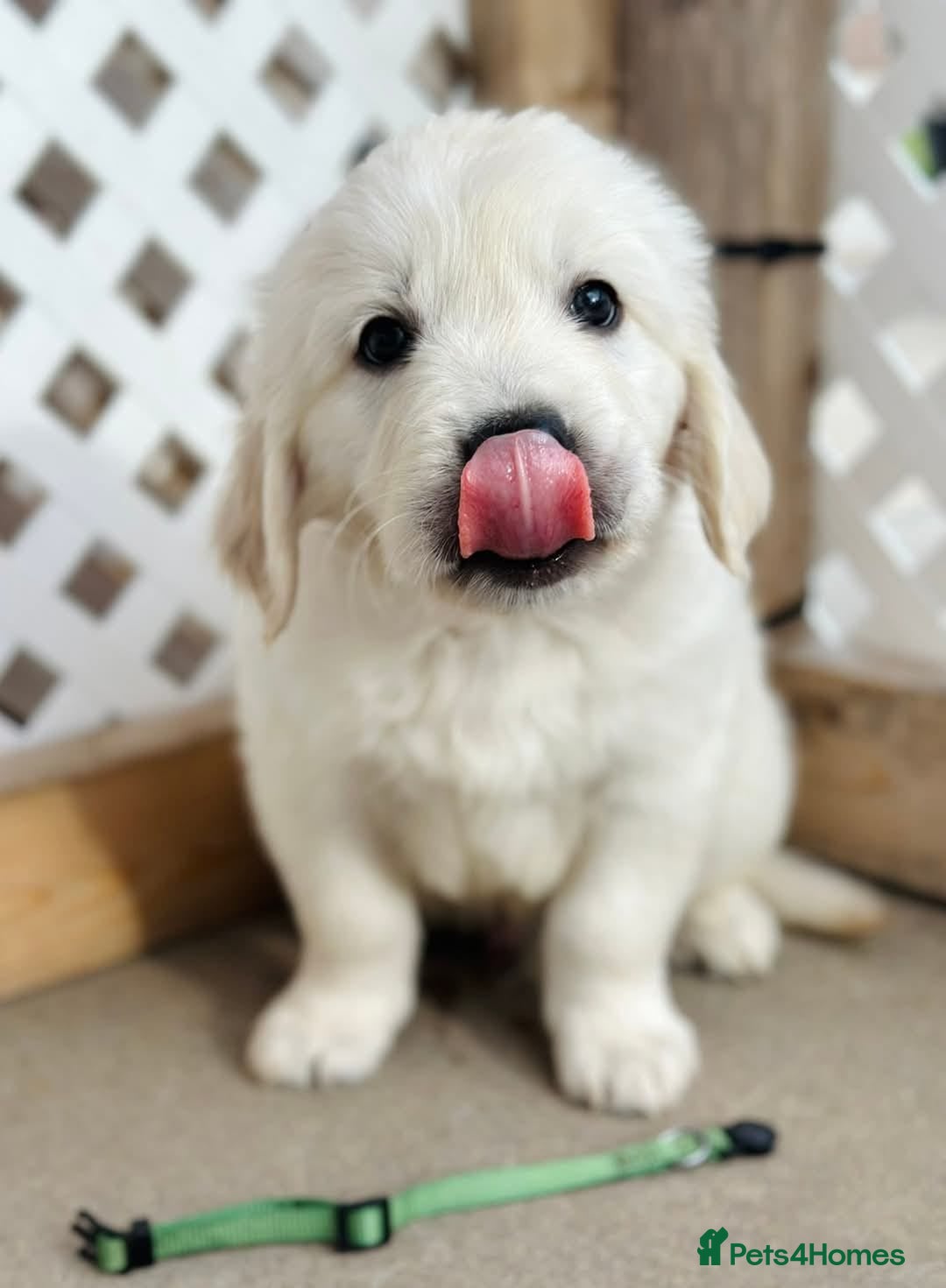 Golden Retriever dogs for sale: Adorable Golden Retriever puppies available.  - Image 5