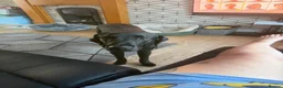 Labrador Retriever dogs for sale: Beautiful Black Labrador - Advert 10