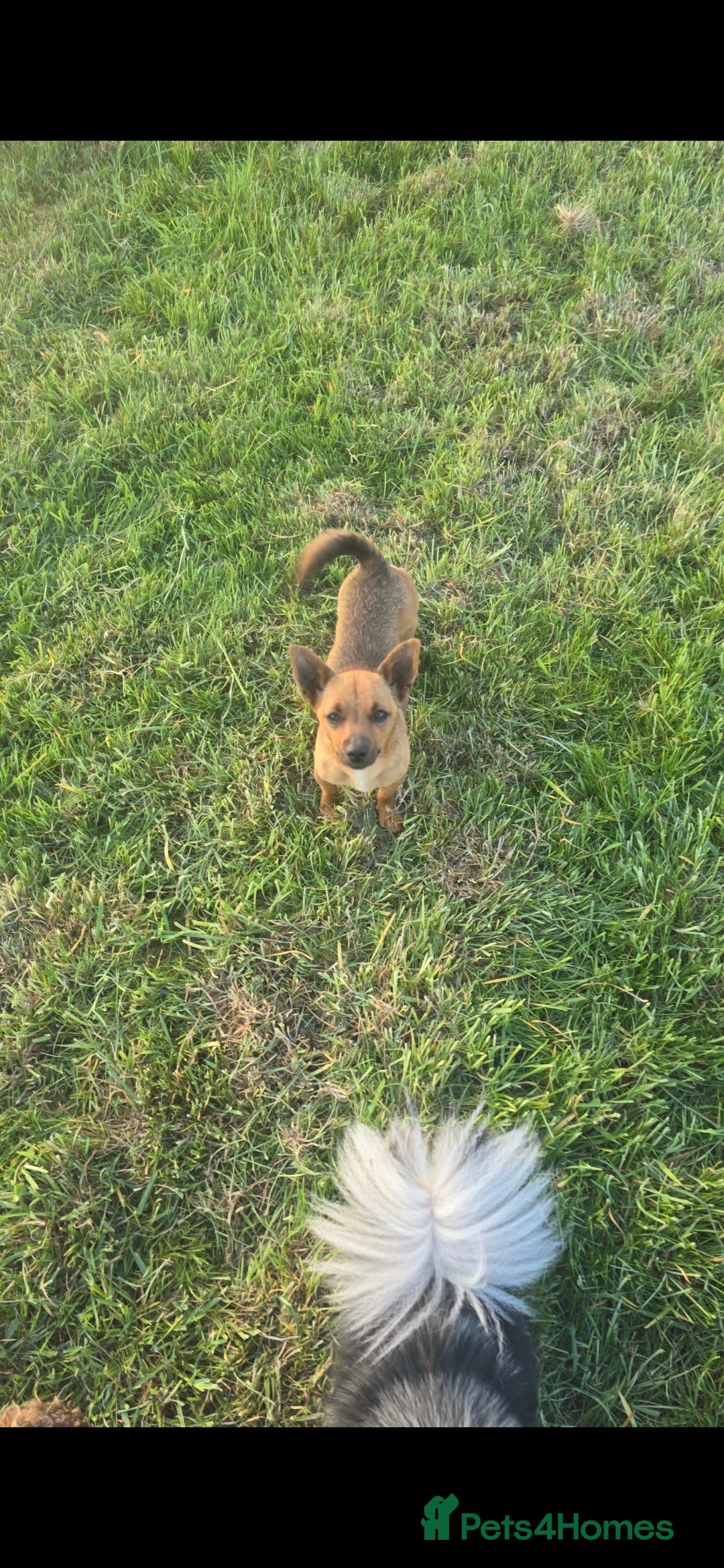 Jack Russell dogs for sale: Red JRT "Blanche" - Advert 5