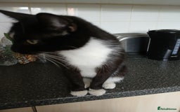 Mixed Breed cats for sale: 18 week old female kittens  - Image 4