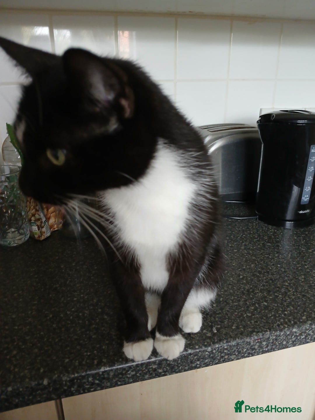 Mixed Breed cats for sale: 18 week old female kittens  - Image 4