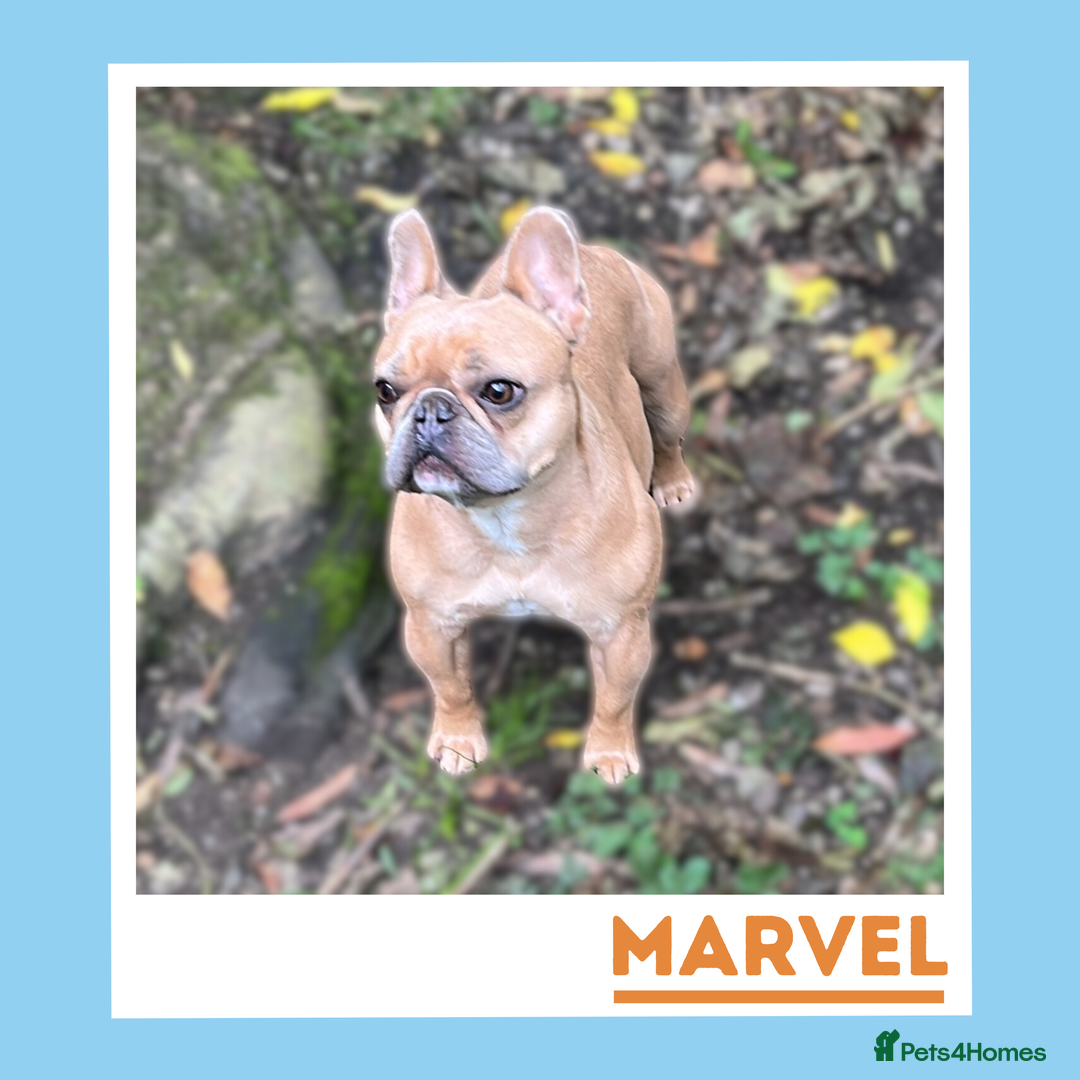 French Bulldog dogs for adoption: Your Affectionate Adventure Companion - Advert 2