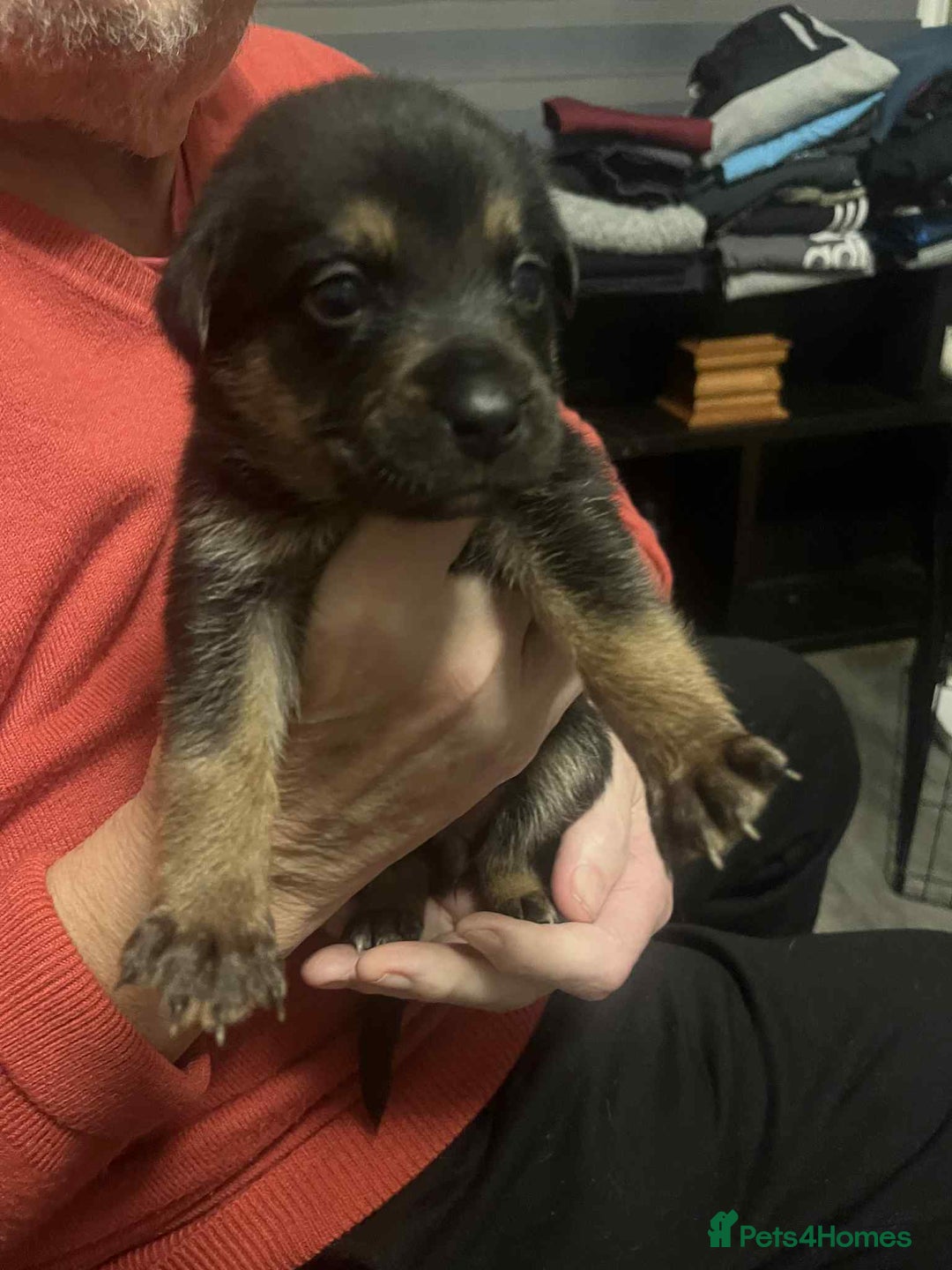 Mixed Breed dogs for sale:  German shepherd x staffy x Rottweiler  - Advert 9