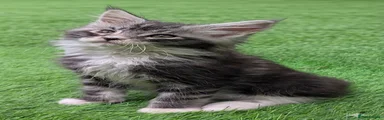 Majestipaws Rex