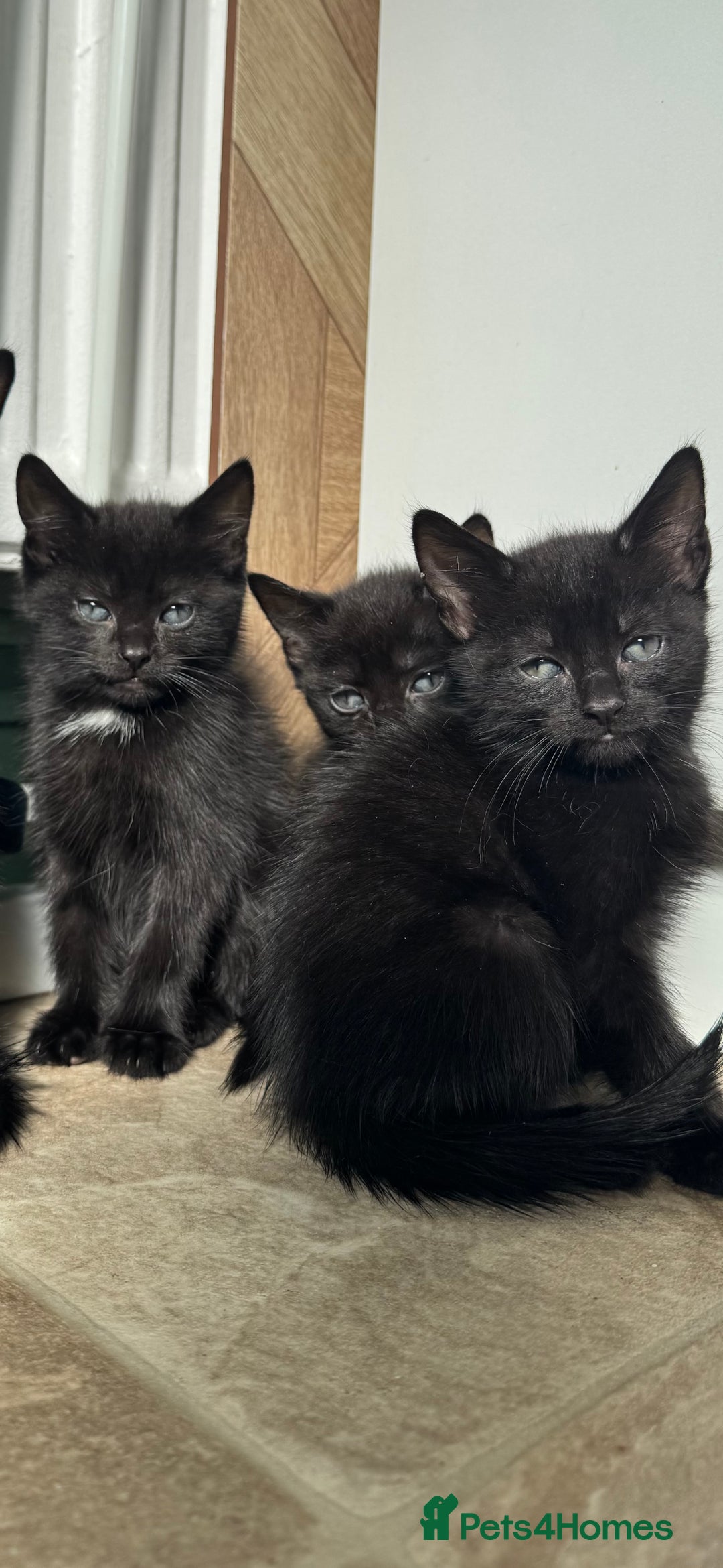 Mixed Breed cats for sale: 2 female kittens left  - Image 4