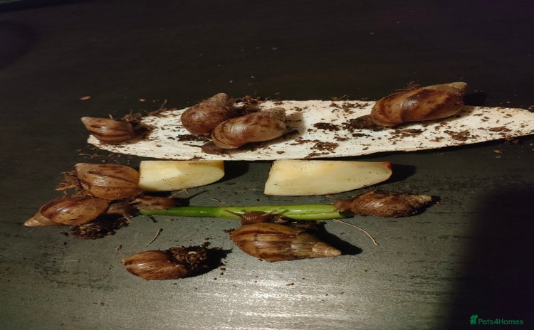 Snails invertebrates - Advert 5