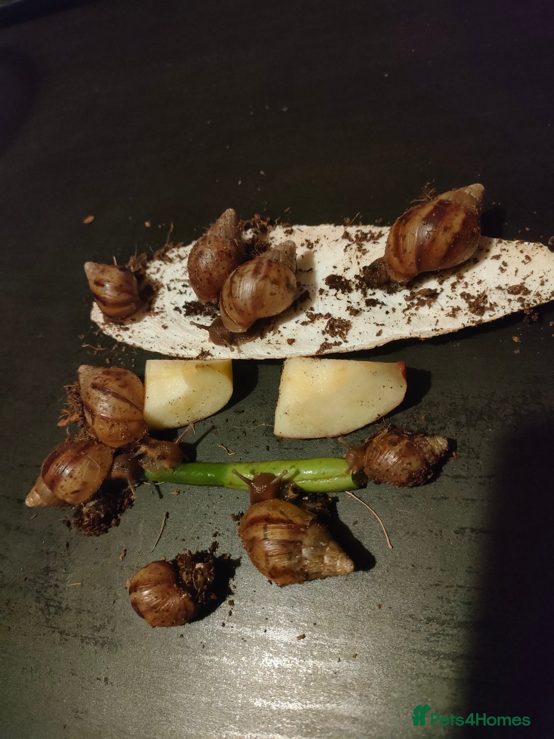 Snails invertebrates for sale: Giant African Snail babies - Image 1
