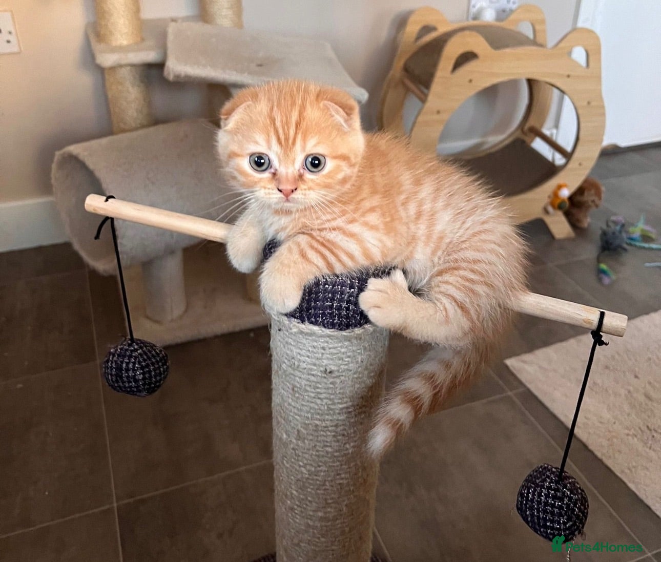 Scottish Fold cats Sweet & Affectionate Female Kitten 🐾💕 - Advert 7