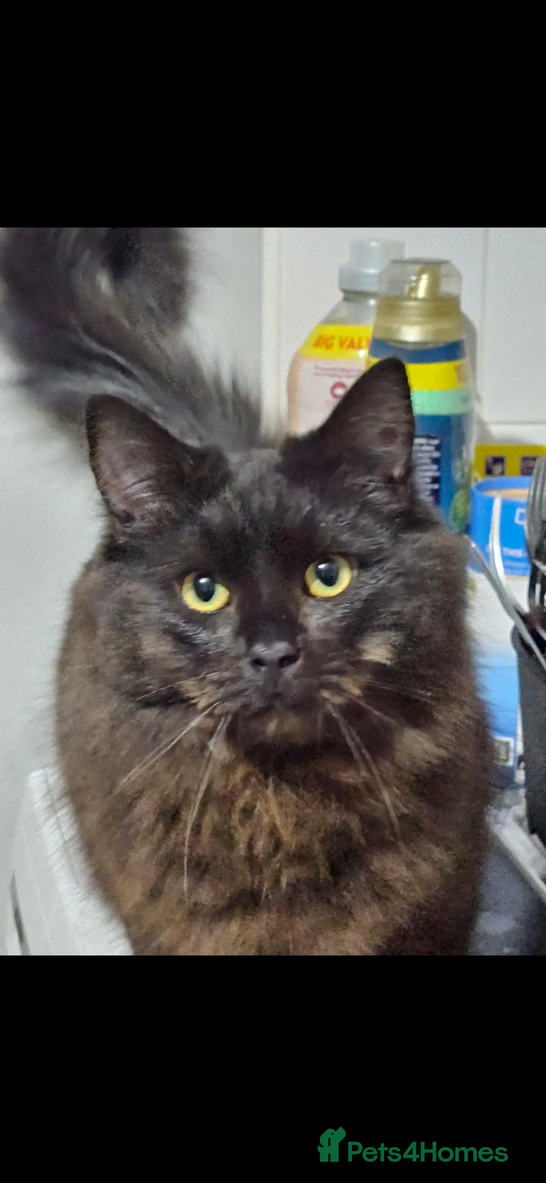 Mixed Breed cats for sale: 3 adult cats - Advert 3