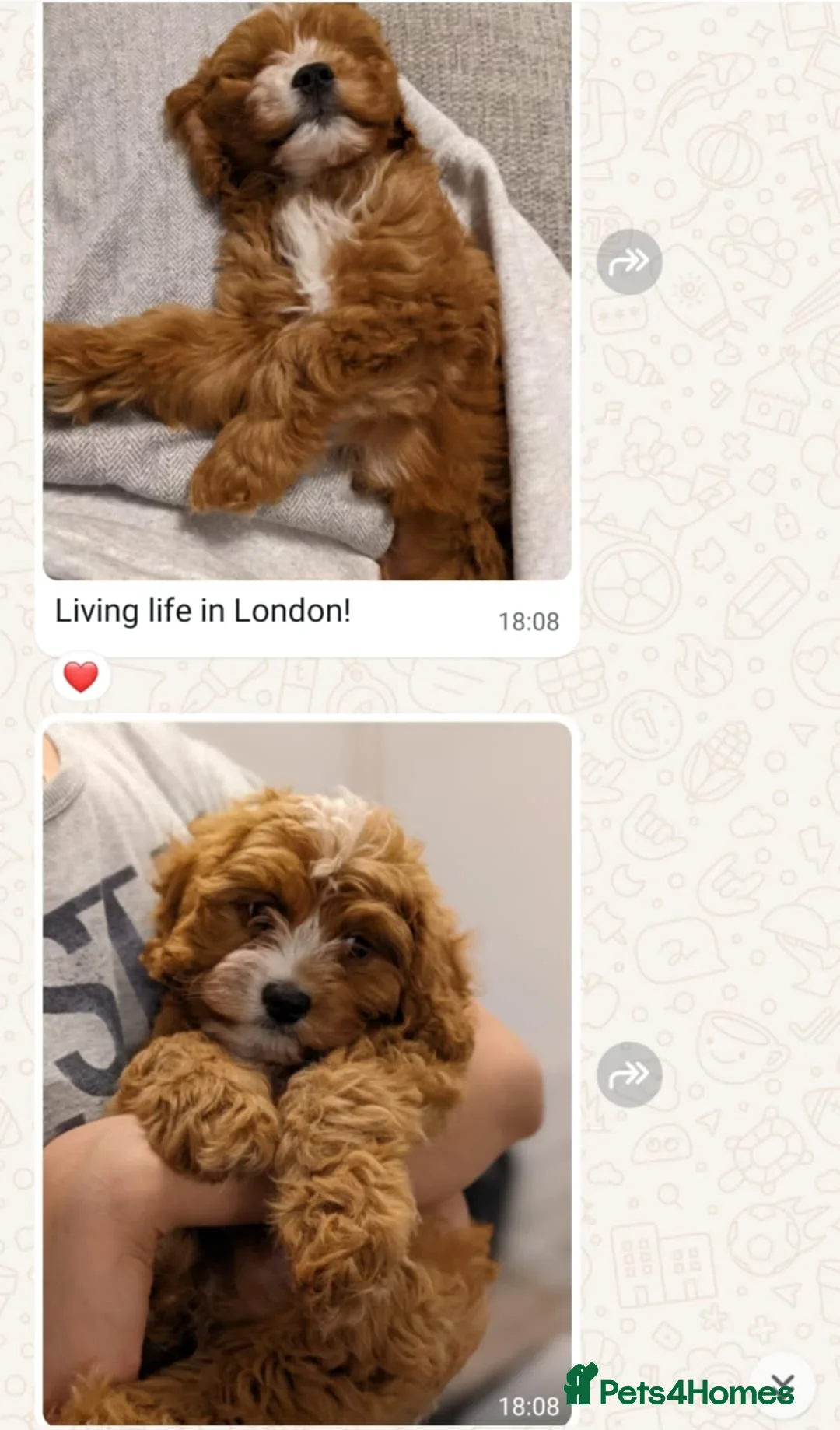 Cavapoo dogs for sale: 🥇 Finest Quality Beautiful F1b Cavapoos 🥇 - Advert 31