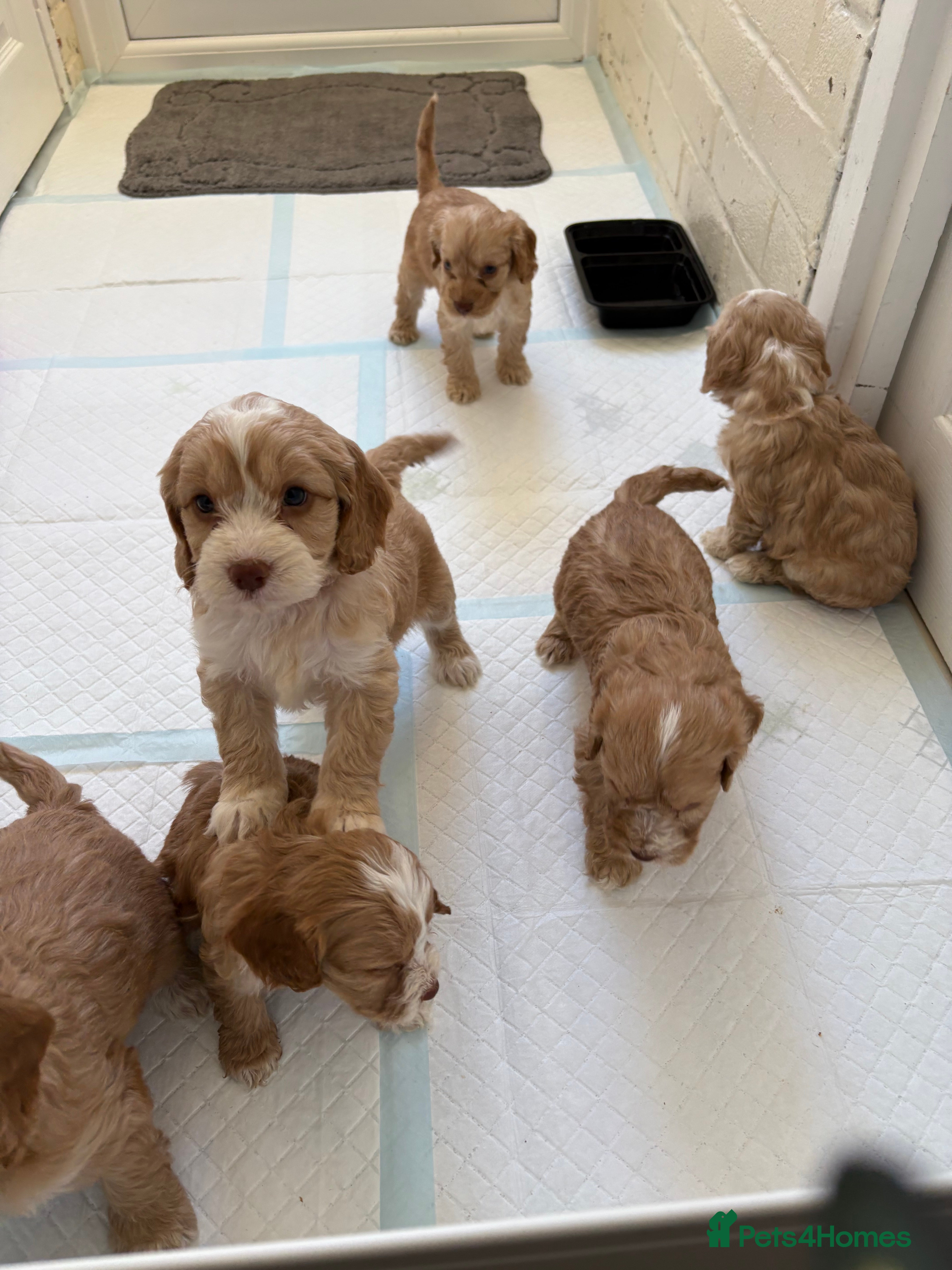 Cockapoo dogs Cockerpoo puppies from health tested parents.  - Advert 2