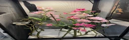 Chameleon reptiles for sale: Veiled chameleon with setup - Advert 1