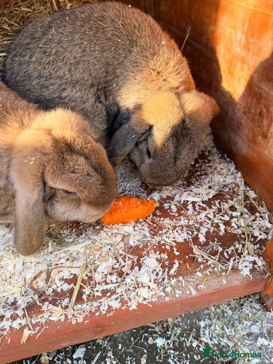 Mini Lop rabbits for sale: I am selling 4 bunnies  - Advert 5