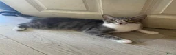 Domestic Shorthair cats for sale: Domestic shorthair  in Basildon - Advert 1