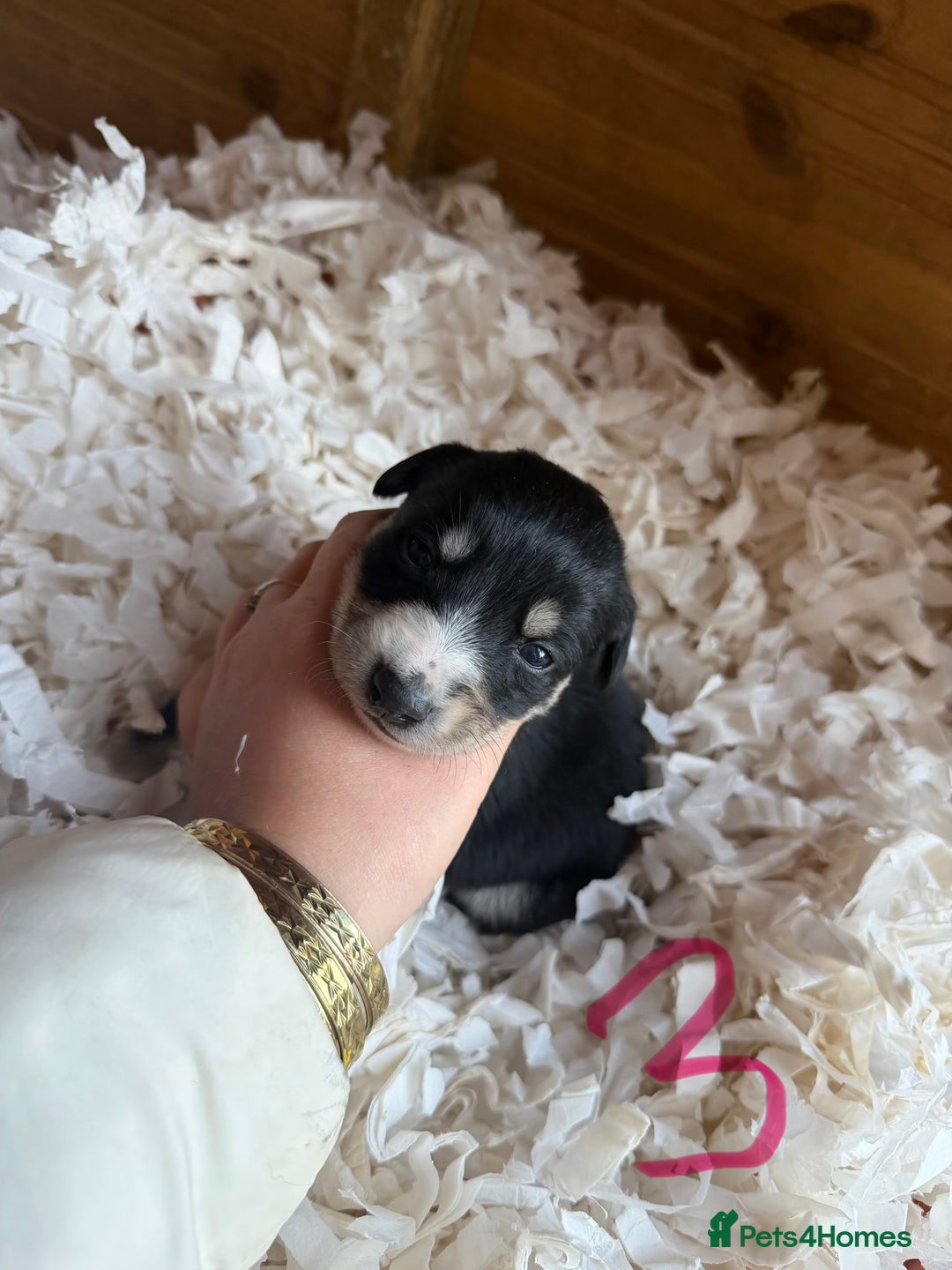 Mixed Breed dogs for sale: Collie x Saluki Greyhound  - Advert 5