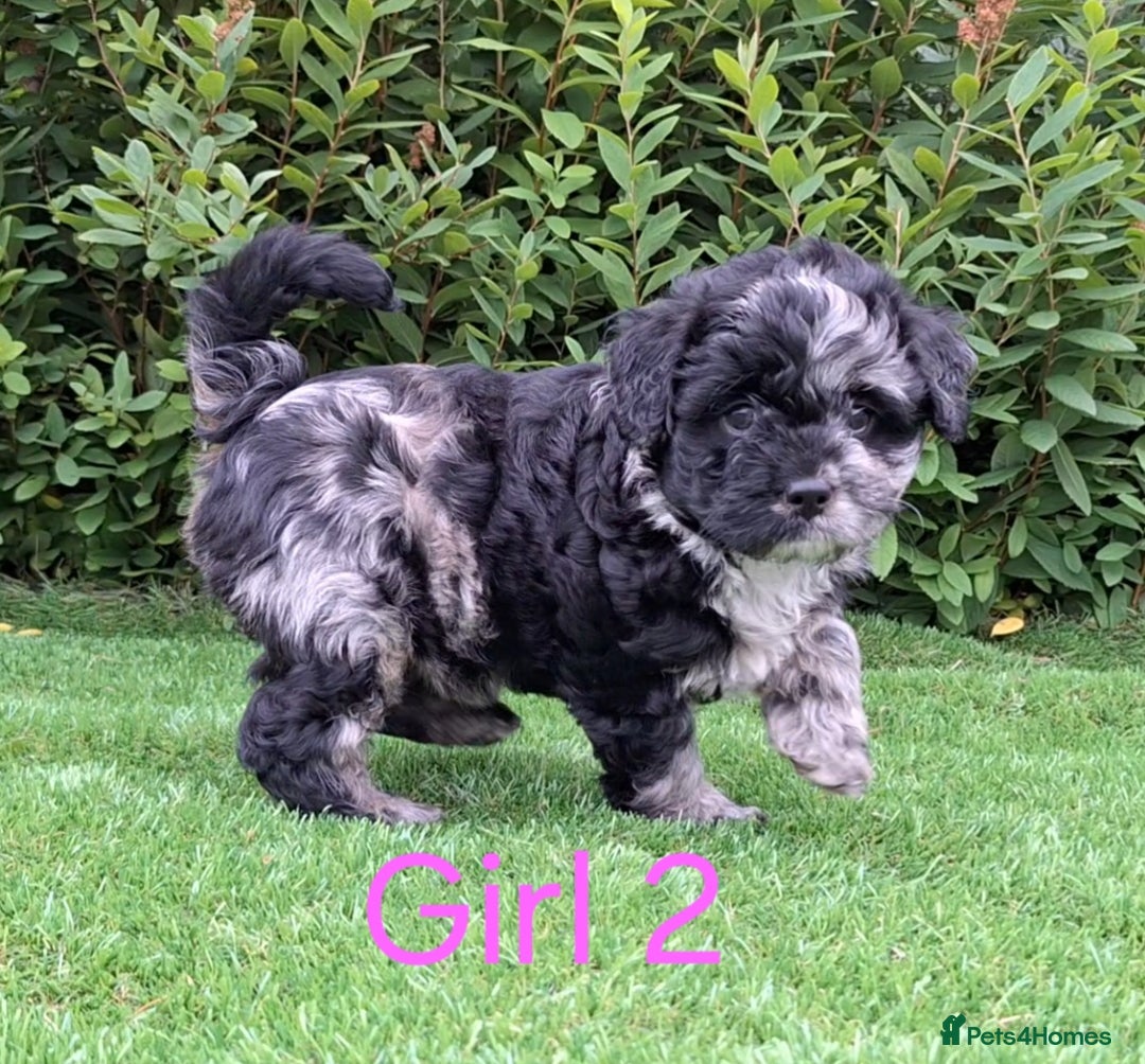 French Bulldog dogs for sale: French Bulldog Froodle Puppies  - Image 20
