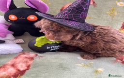 Cockapoo dogs for sale: PRA clear F1b Cockapoo puppies  - Image 4