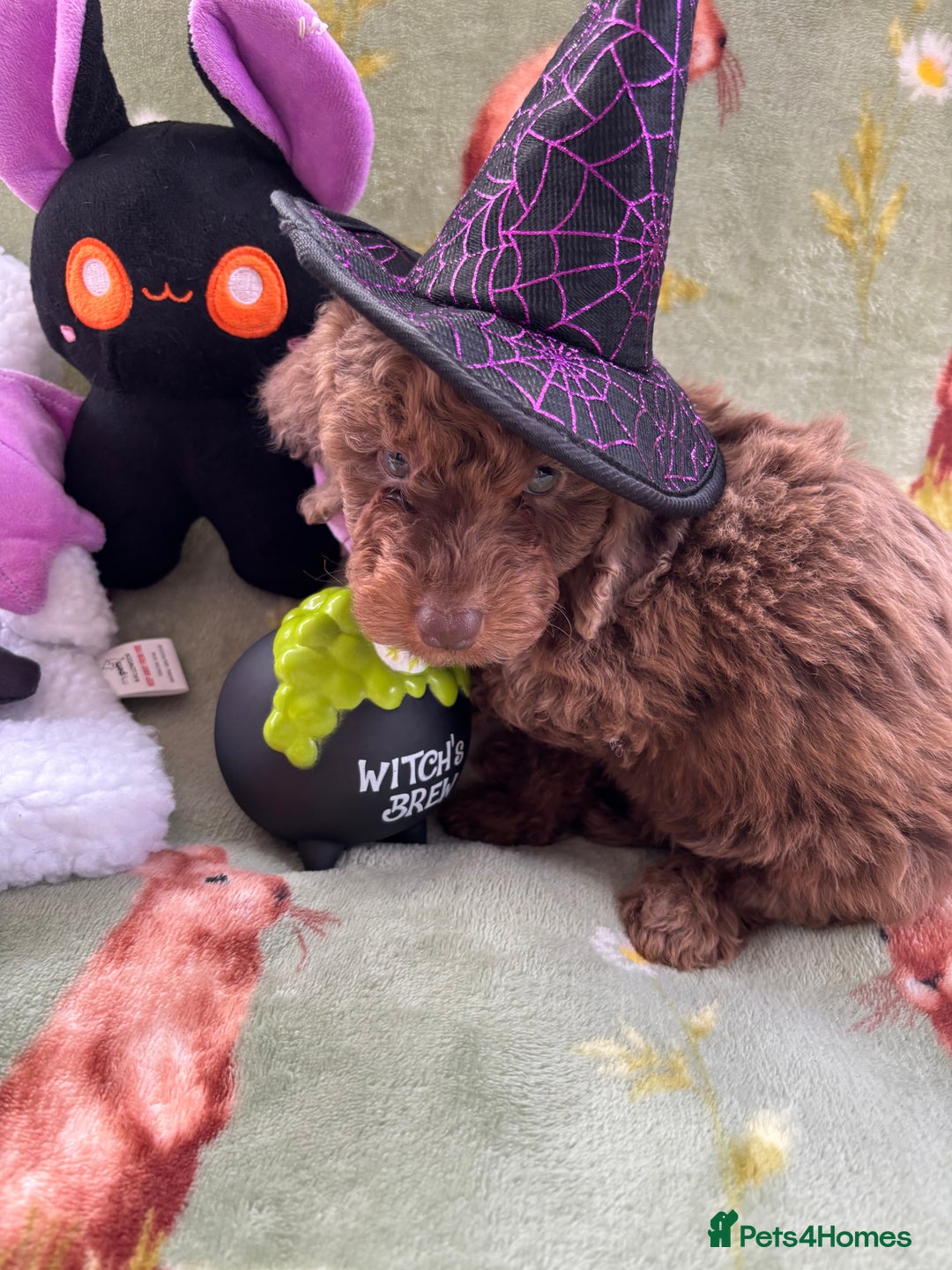 Cockapoo dogs for sale: PRA clear F1b Cockapoo puppies  - Image 4