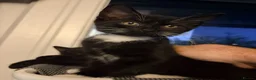 British Shorthair cats for sale: 7 fluffy kittens  - Advert 9