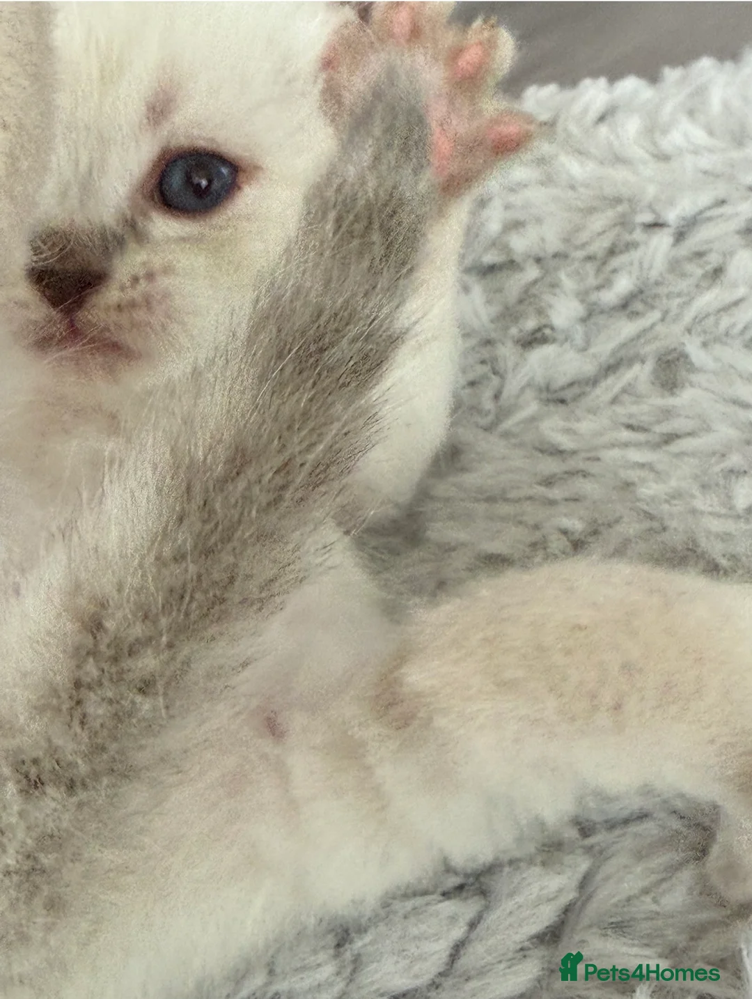 British Shorthair cats for sale: 5 gorgeous British short hair with blue eyes  - Advert 2