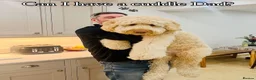 Goldendoodle dogs for sale: REDUCED FROM £2250!! DNA TESTED MULTI-GEN PUPPIES  - Advert 2