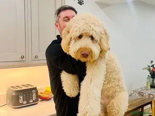 Goldendoodle dogs LAST 4 LARGE PREMIUM MULTIGEN DOUBLE DOODLES 🐾🐾 - Advert 5