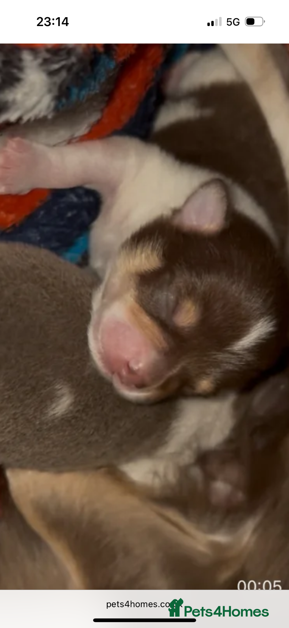 Chihuahua dogs for sale: Lilac Parti & choc tan parti Chihuahuas  - Advert 4