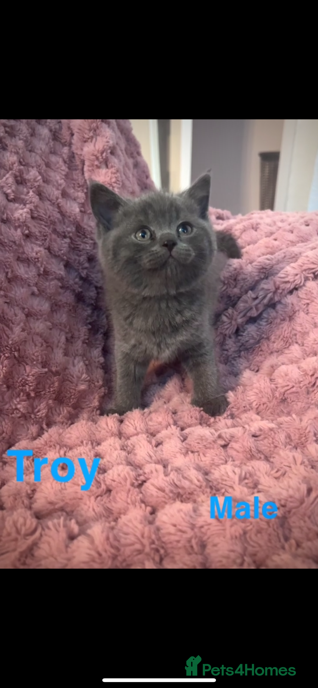 British Shorthair cats for sale: British shorthair kittens - Advert 7