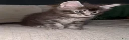 Maine Coon cats for sale: Maine Coon kittens from champion lines  - Advert 13