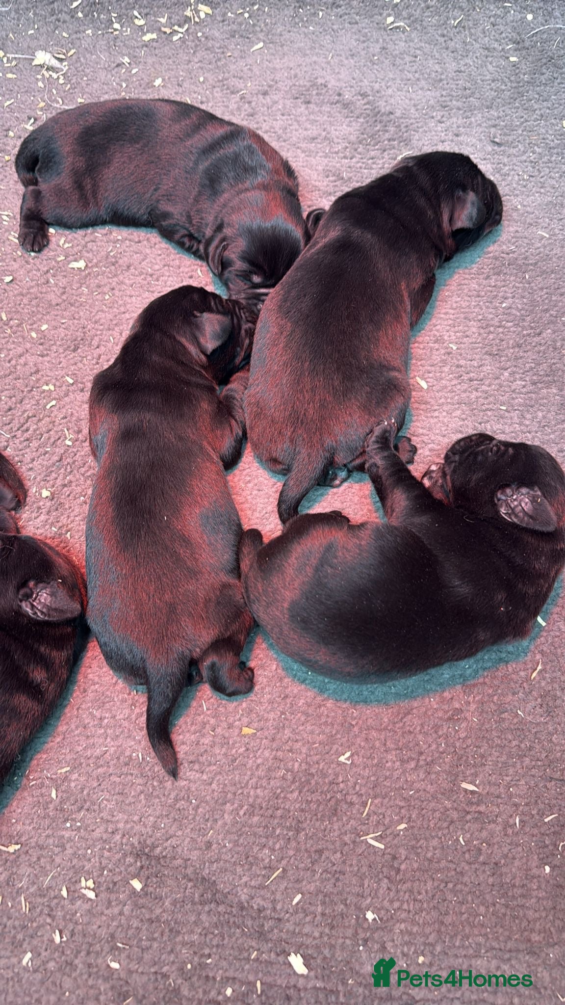 Labrador Retriever dogs Beautiful Black KC reg Labrador Puppies - Advert 4