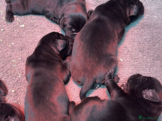 Labrador Retriever dogs Beautiful Black KC reg Labrador Puppies - Advert 2