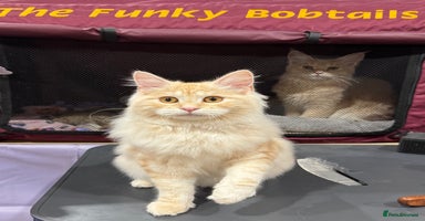 Kurilian Bobtail cats - Advert 2
