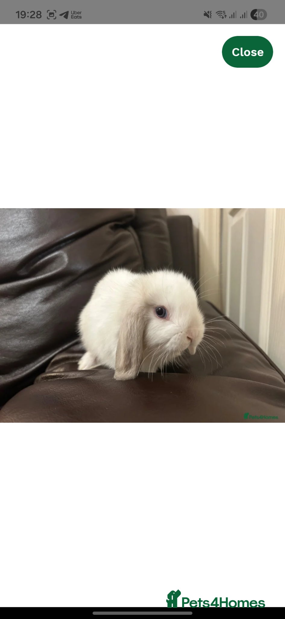 Dwarf Lop rabbits Baby Minilops for sale  - Advert 3