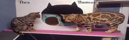 Bengal cats for stud: Quality T.I.C.A reg Bengal for stud SCOTLAND - Advert 11