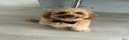 Cavapoo dogs for sale: DNA TESTED PARENTS & GRANDPARENTS TOY CAVAPOO   - Advert 14