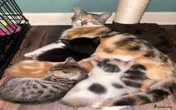 British Shorthair cats for sale: 4 kittens for sale: 3 girls 1 boy mixed coats  - Image 1