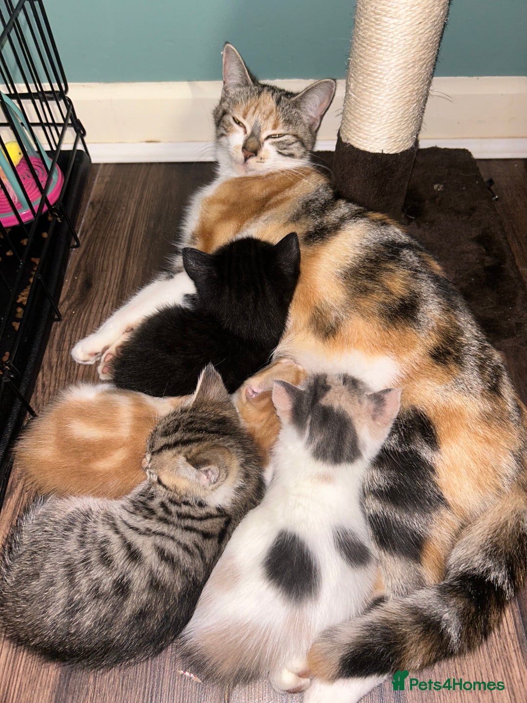 British Shorthair cats for sale: 4 kittens for sale: 3 girls 1 boy mixed coats  - Image 1