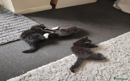 British Longhair cats for sale: British Longhair mix Kittens  - Image 12