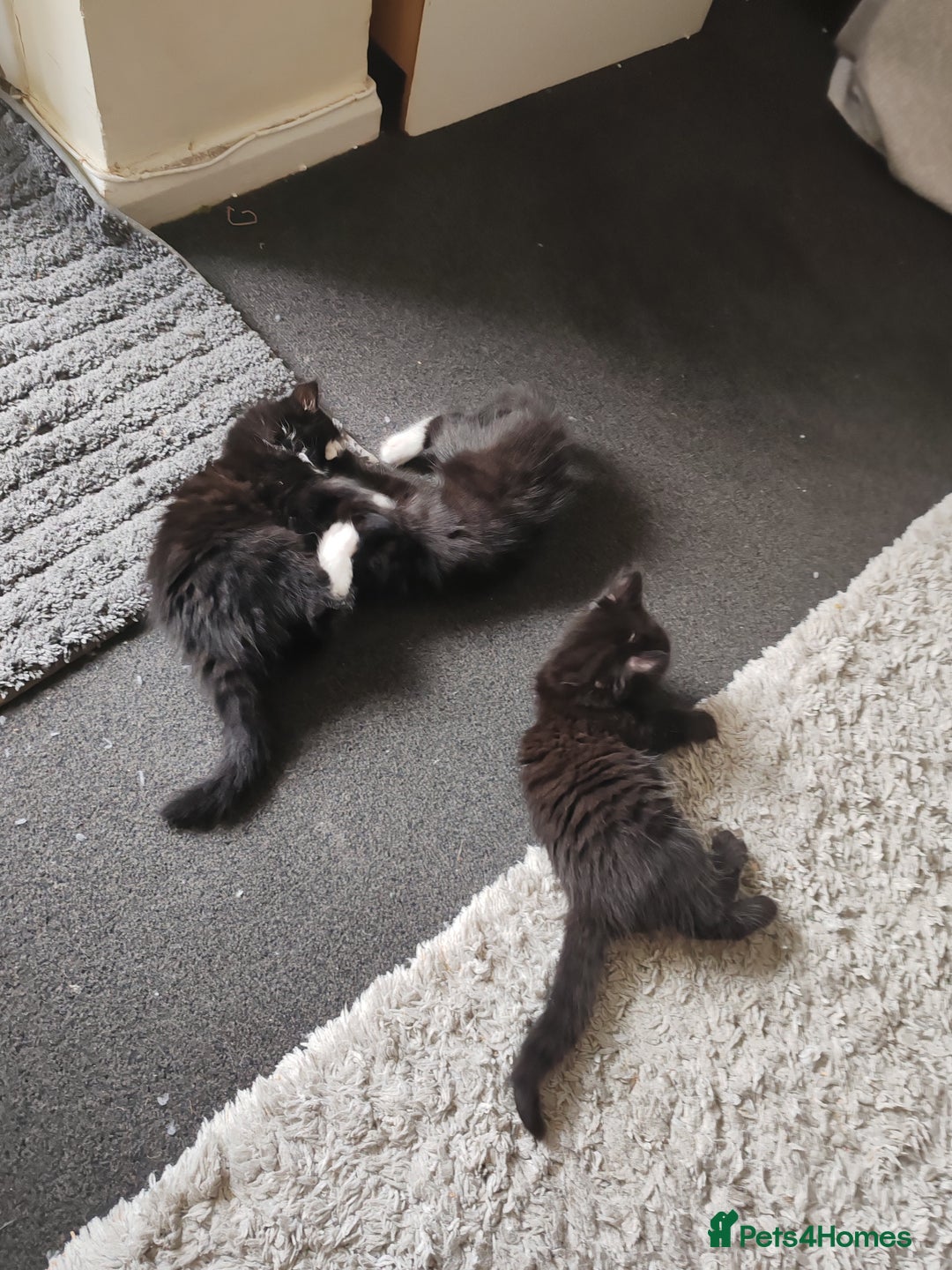 British Longhair cats for sale: British Longhair mix Kittens  - Image 12