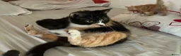 Mixed Breed cats for sale: Last 2 kittens left - Advert 23