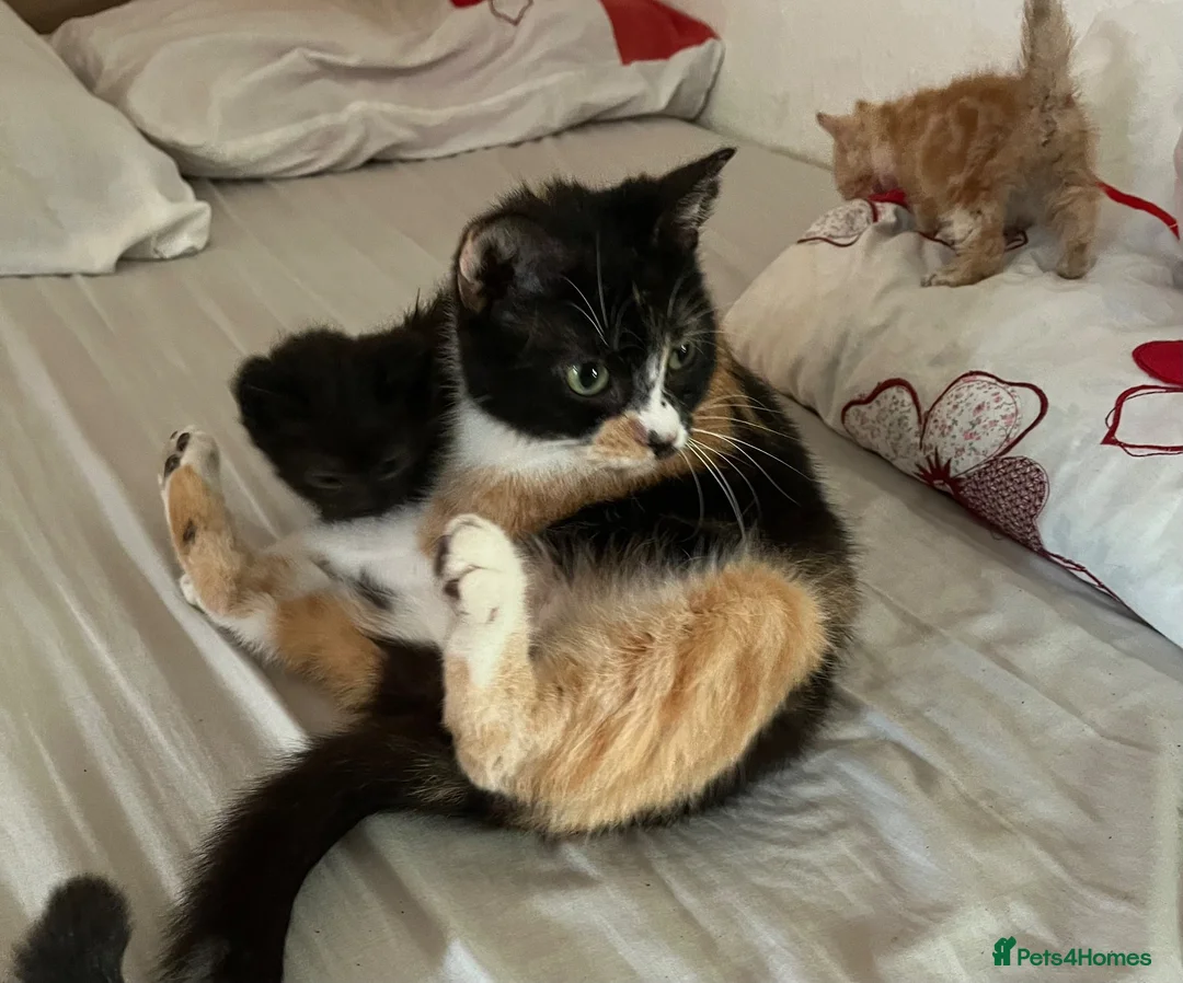 Mixed Breed cats for sale: Last 2 kittens left - Advert 23