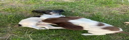 English Springer Spaniel dogs for sale: Springer Spaniel Puppies in Waterlooville - Advert 15