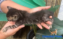 Bengal cats for sale: RARE PEDIGREE BENGAL KITTEN 07542924995  - Image 6