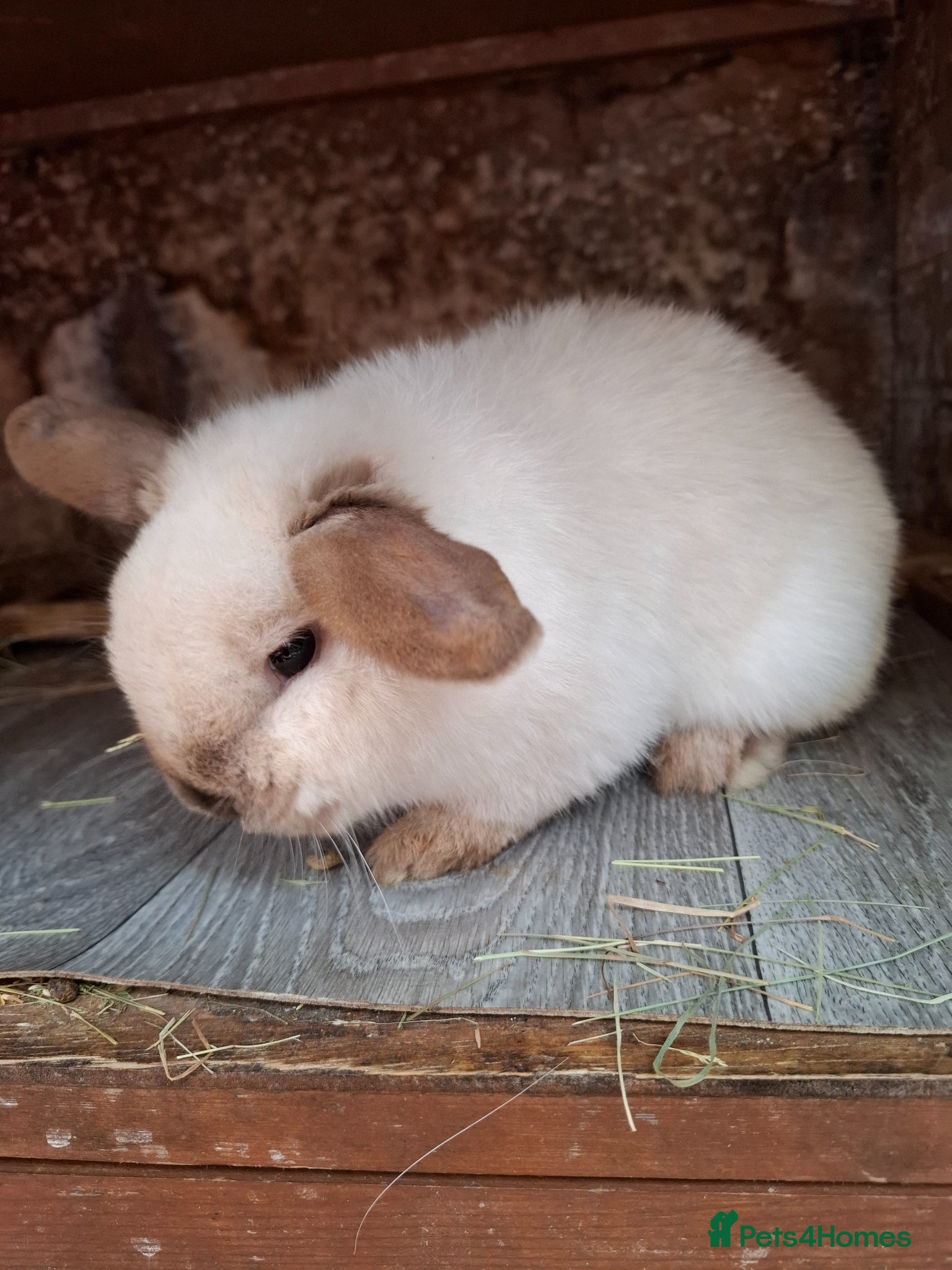 Mini Lop rabbits Mini Lops - Advert 1