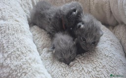 Russian Blue cats for sale: Pure Russian Blue Kittens 😸 💙 😍  - Image 3