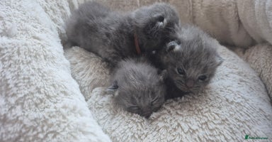 Russian Blue cats - Advert 3