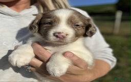 Sprollie dogs for sale: Beautiful Unique Sprollie Puppies - Image 6