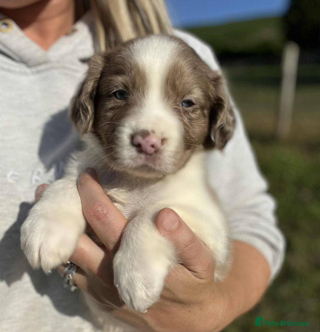 Sprollie dogs for sale: Beautiful Unique Sprollie Puppies - Image 6