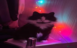 Mixed Breed cats for sale: Artie (Big T)  - Image 2